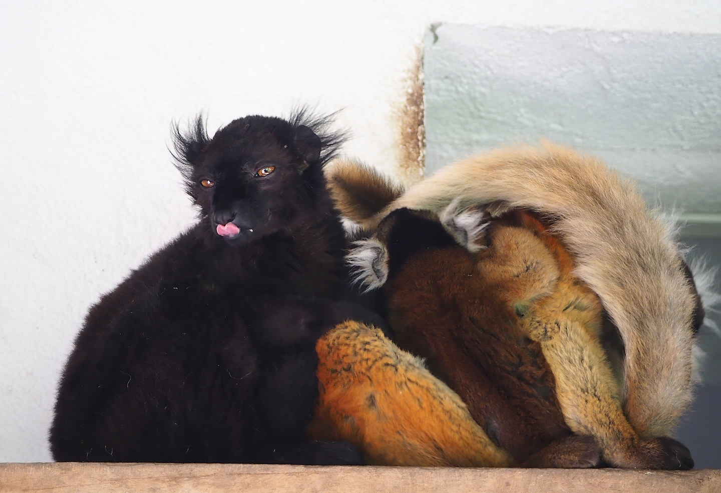 Black lemurs (Eulemur macaco), 2023-06-04