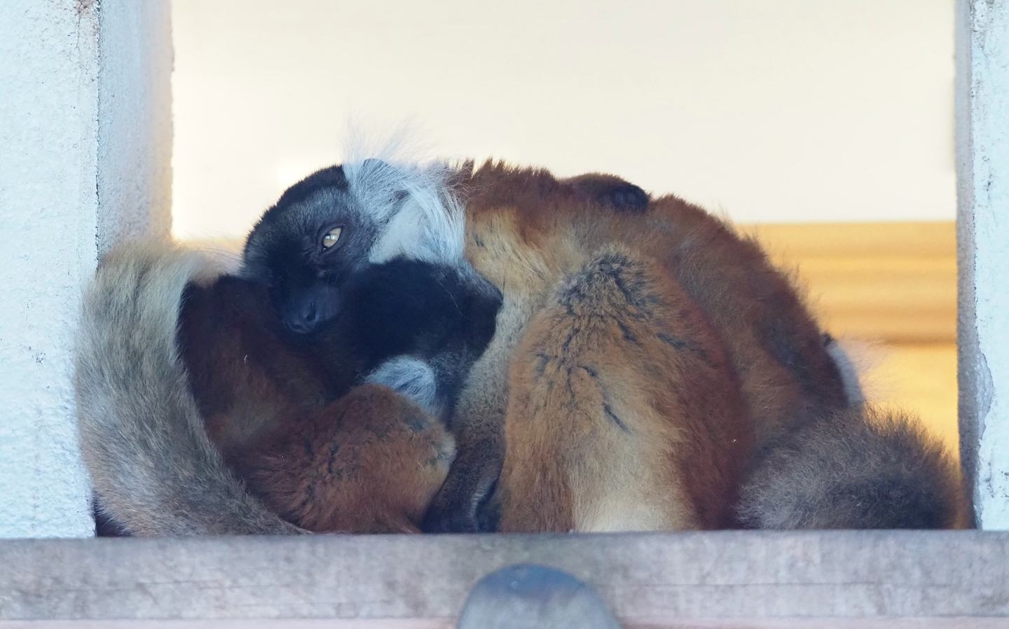 Black lemurs (Eulemur macaco), 2023-07-26