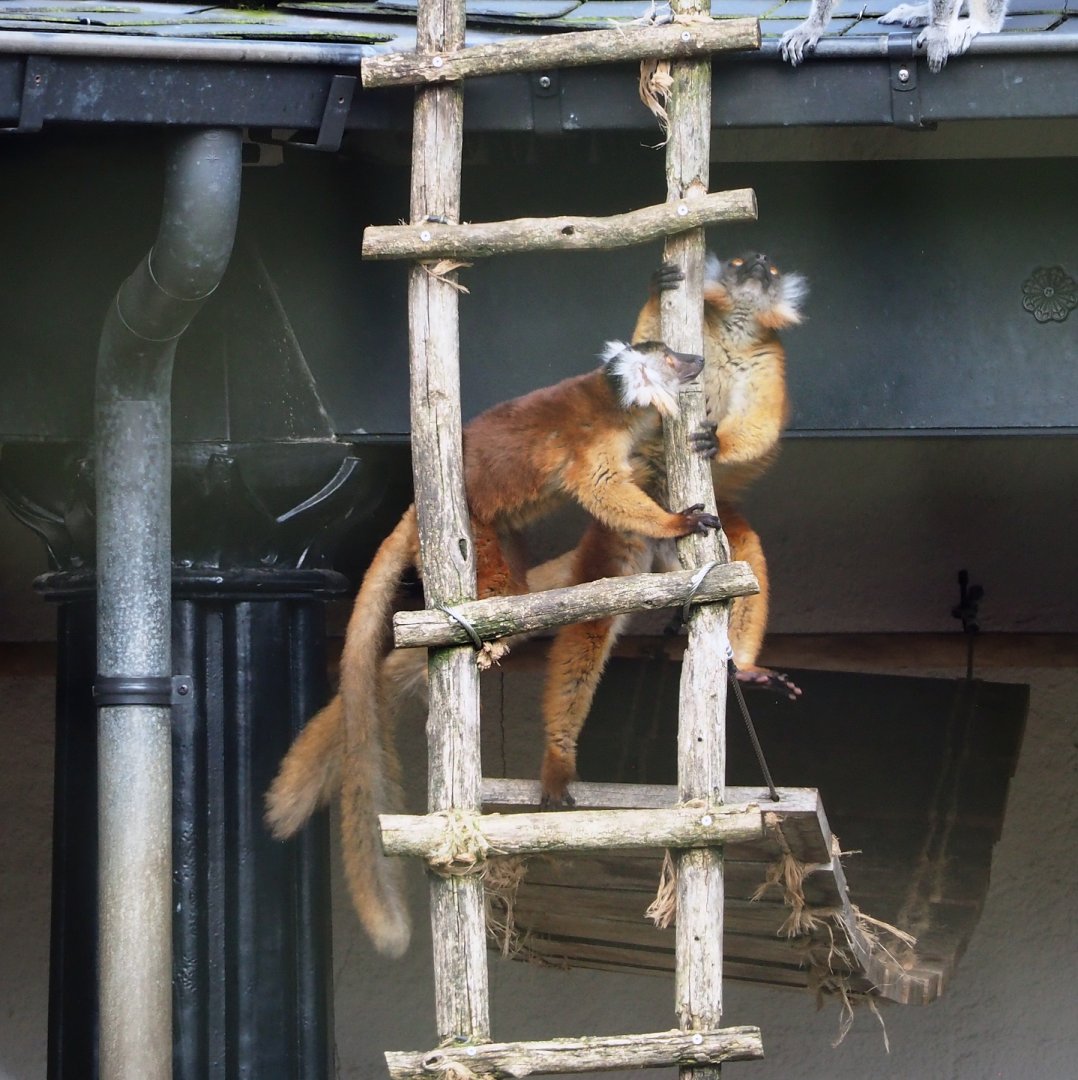 Black lemurs (Eulemur macaco), 2024-03-04
