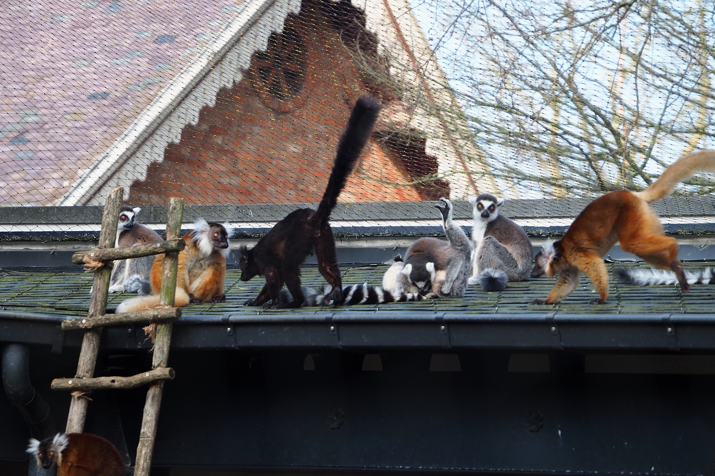 Black lemurs (Eulemur macaco) and Ring-tailed lemurs (Lemur catta), 2024-03-04