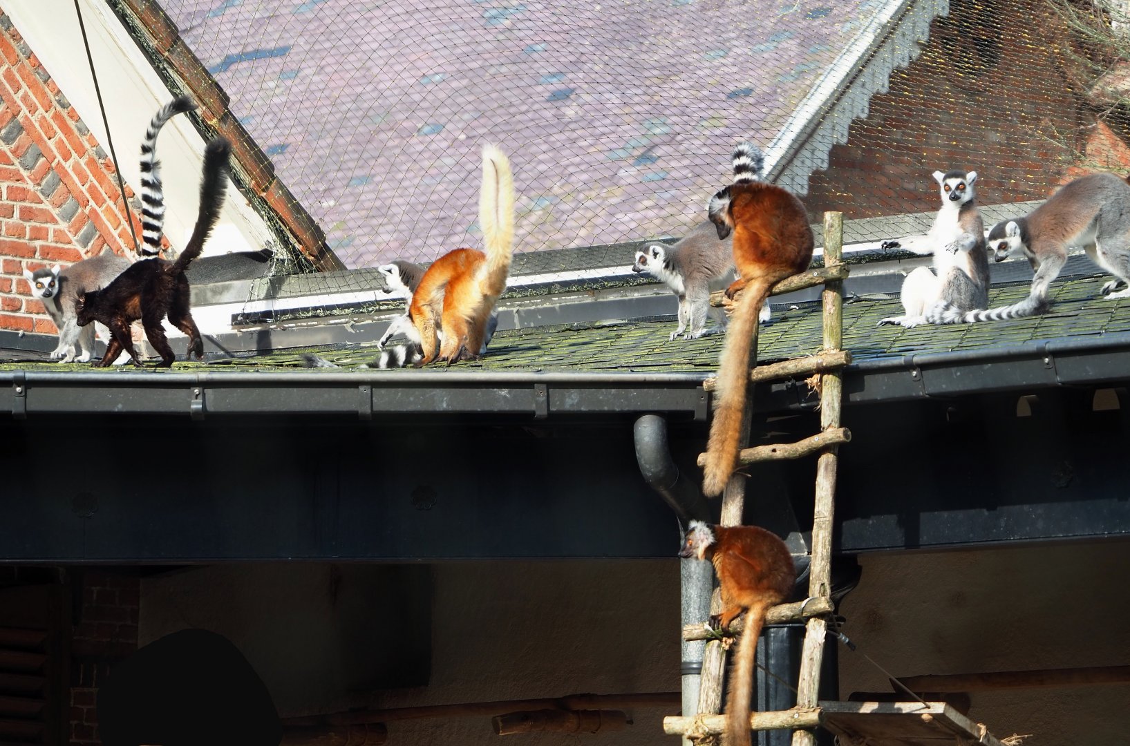 Black lemurs (Eulemur macaco) and Ring-tailed lemurs (Lemur catta), 2024-03-04