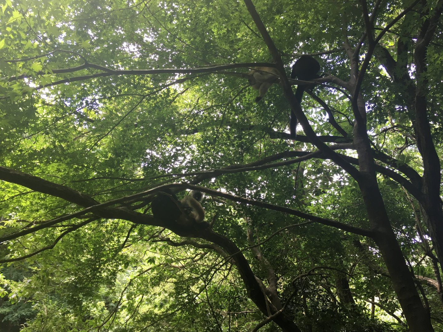 Black lemurs- Nagasaki Bio Park