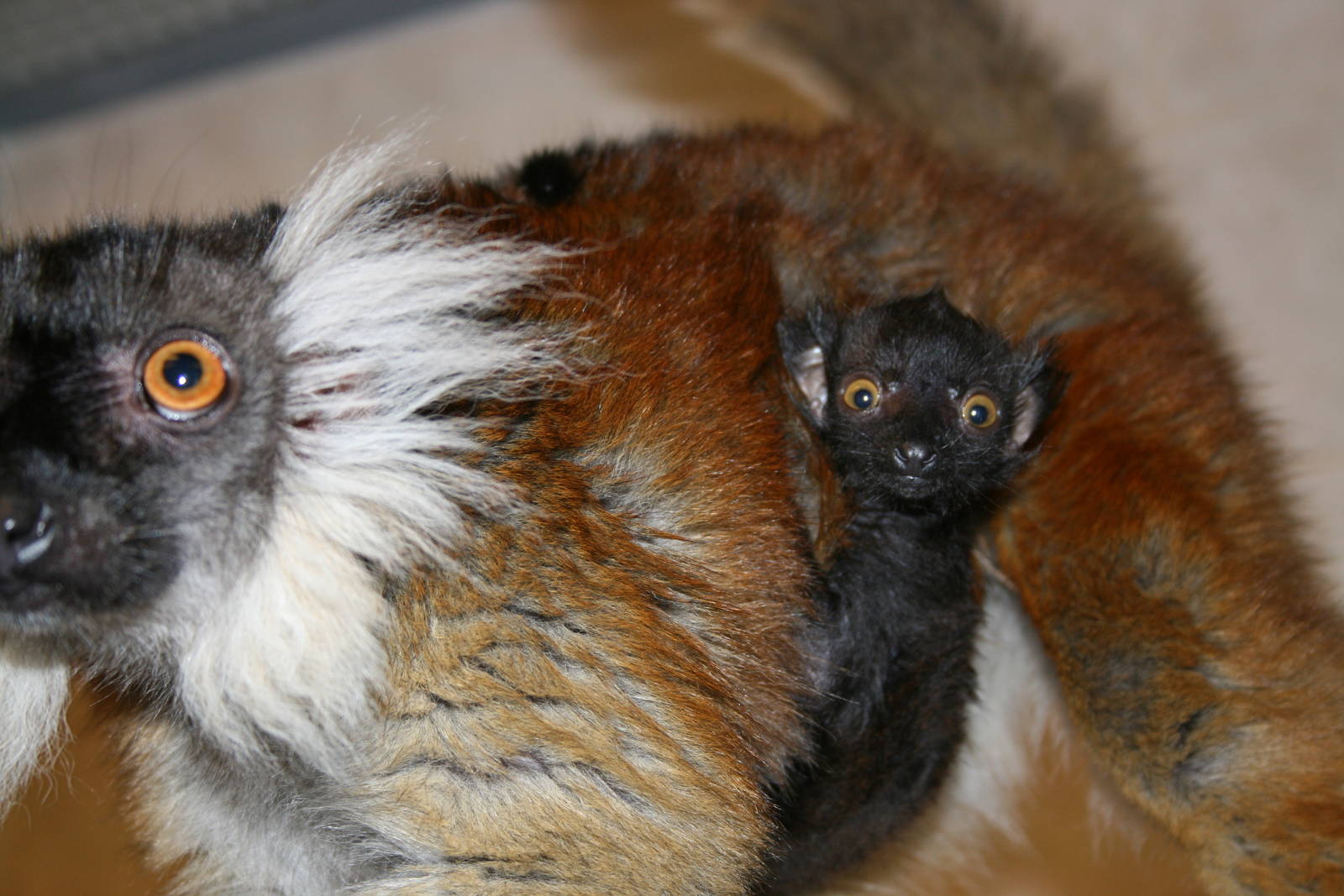 black lemurs- quarntine area