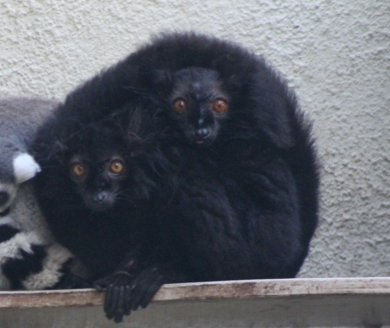 Black lemurs