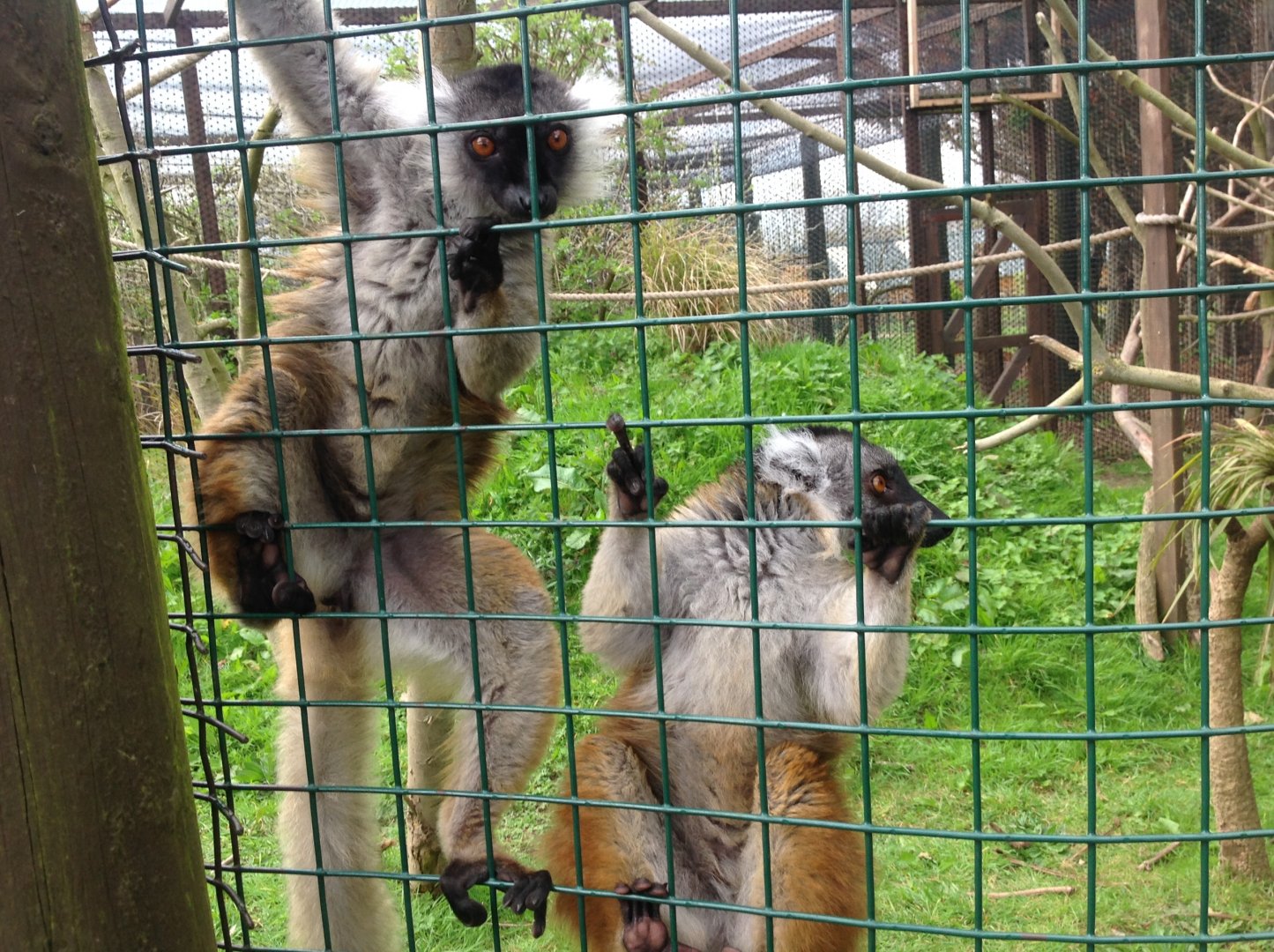 Black Lemurs