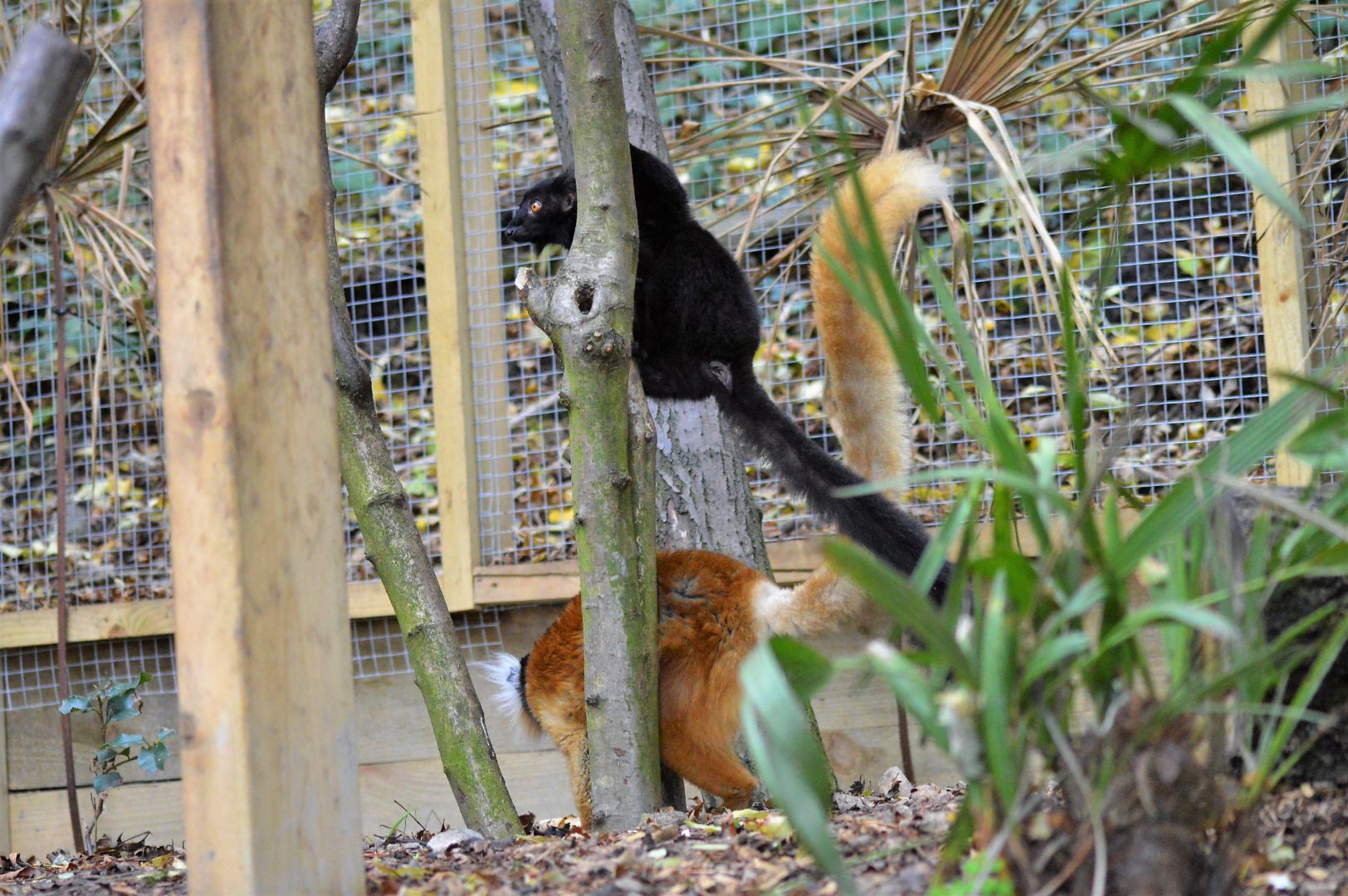 Black lemurs