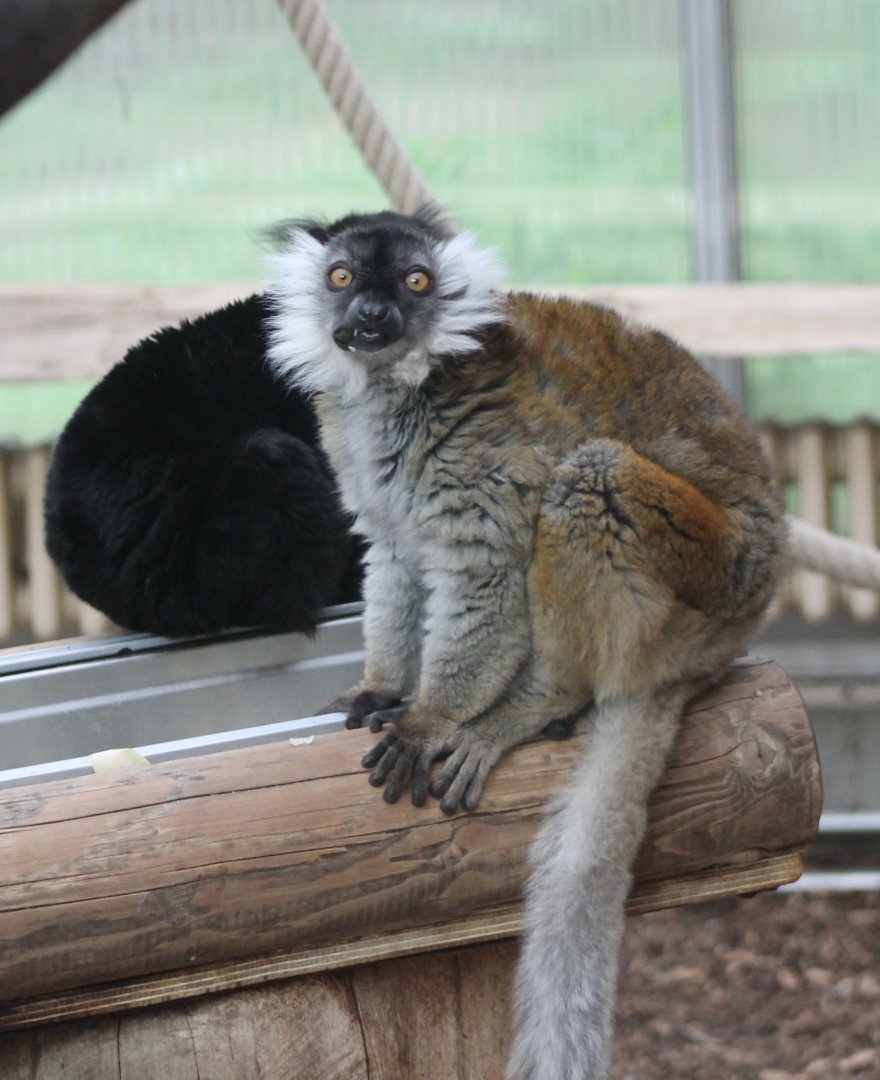 Black lemurs