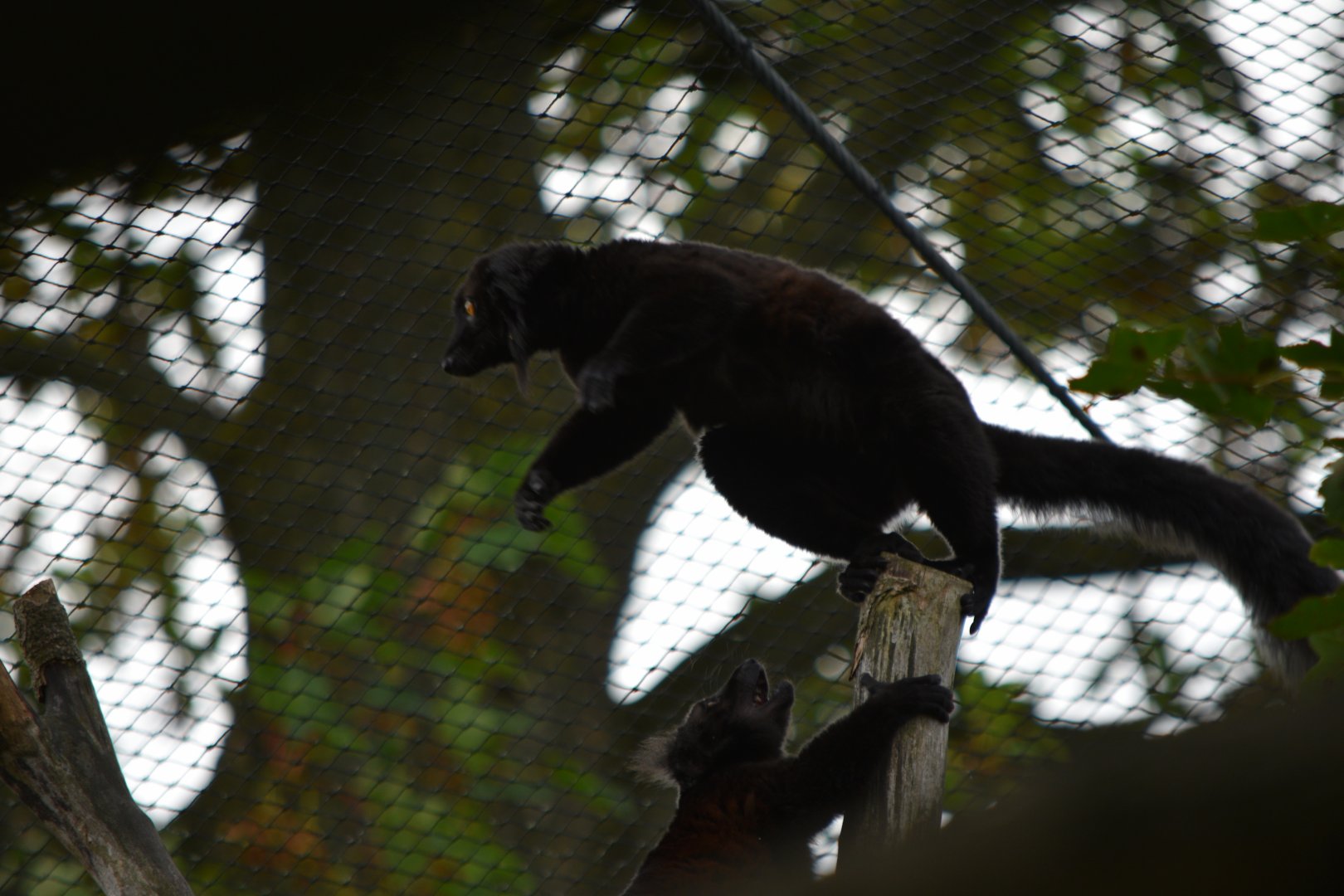Black lemurs