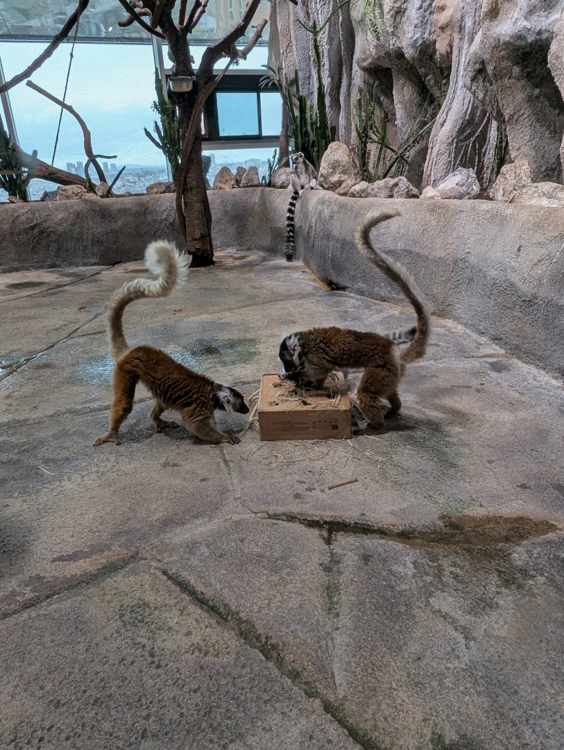 Black Lemurs