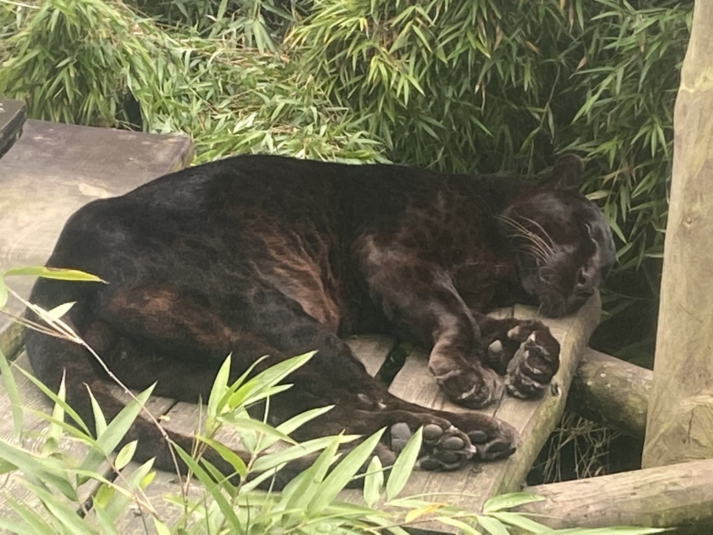 Black leopard 020822