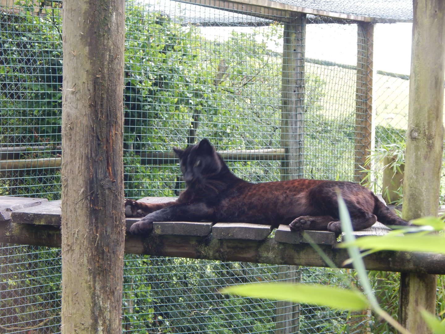 Black leopard 050625