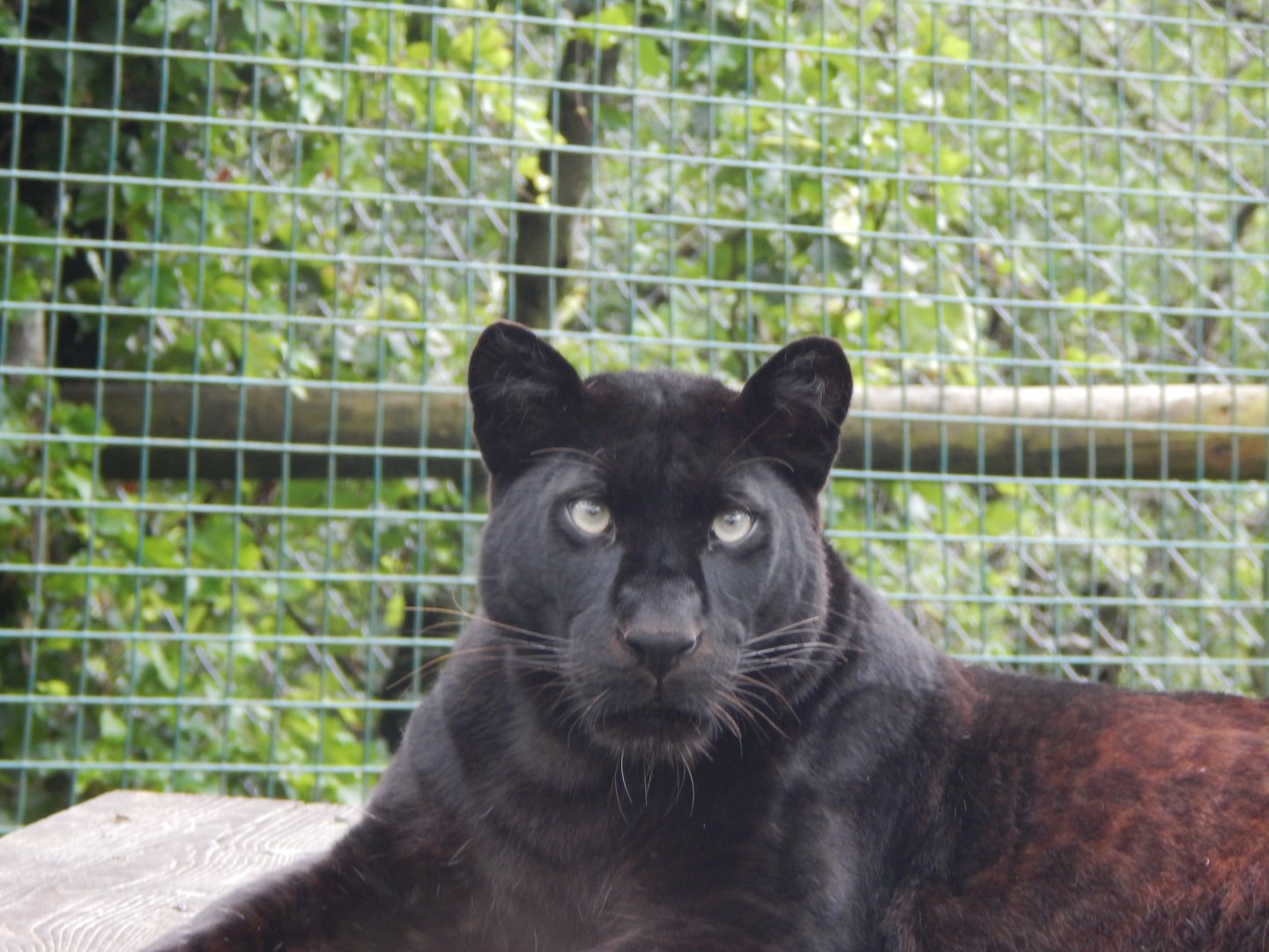 Black leopard 050625