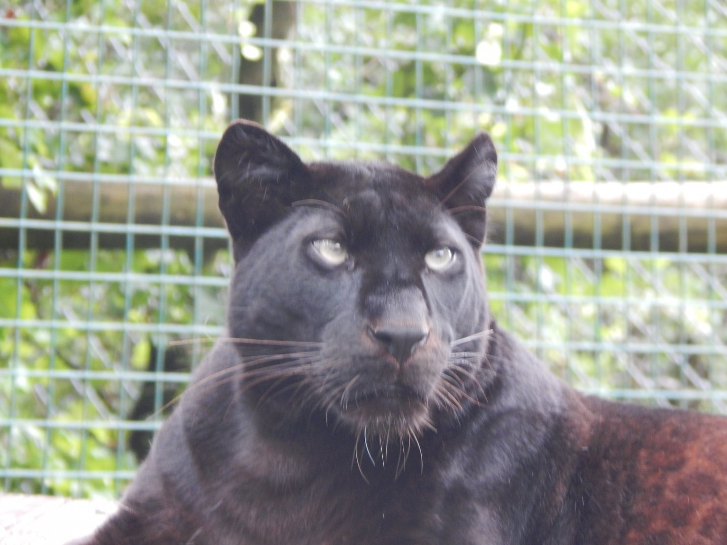 Black leopard 050625