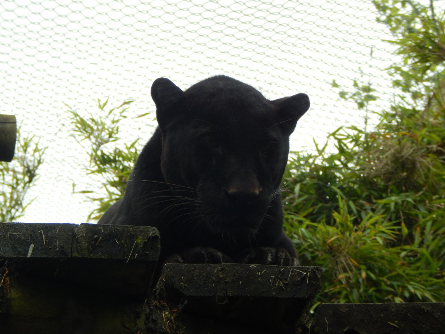 Black leopard 150522