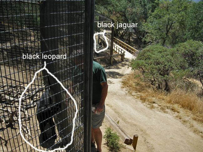 black leopard and black jaguar
