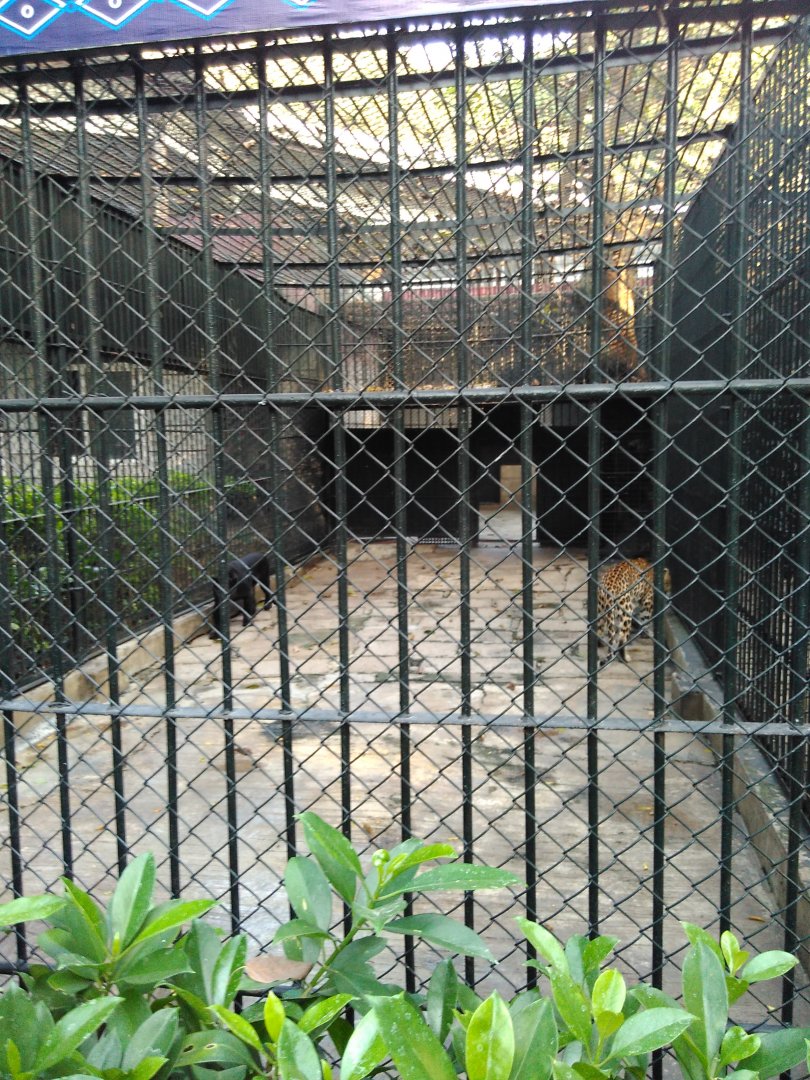 Black leopard and gold leopard