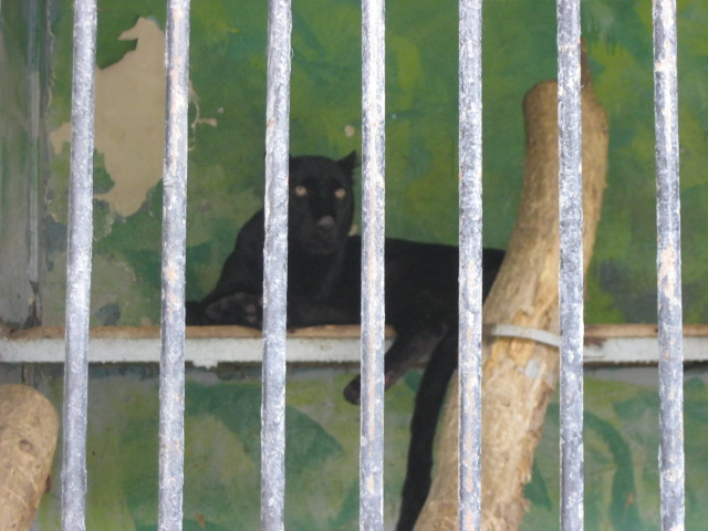 black leopard ( Armenia ) Yerevan zoo