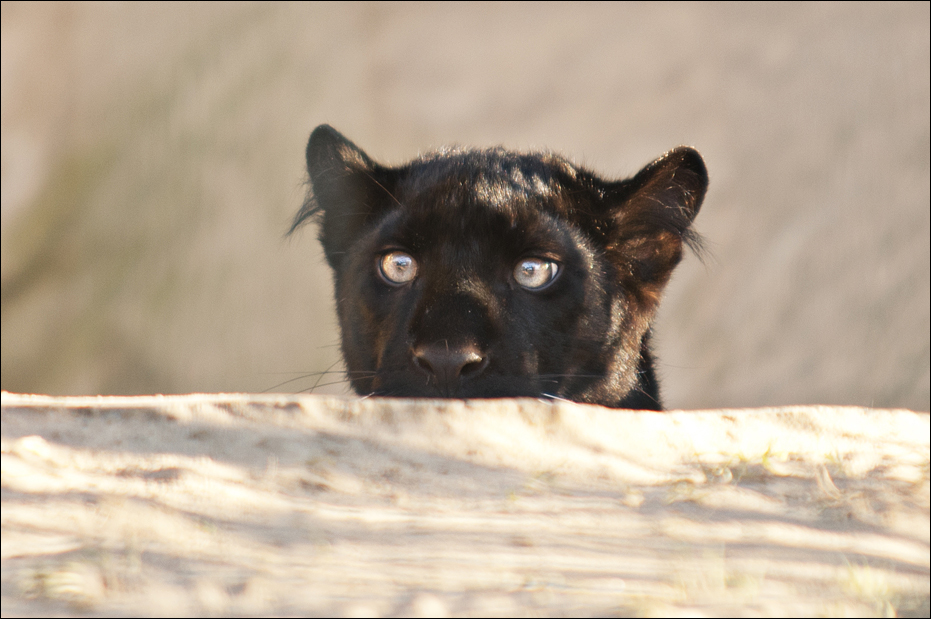 Black leopard at Berlin Tierpark
