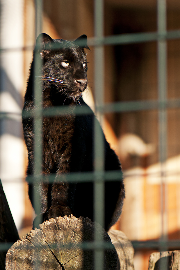 Black leopard at Berlin Tierpark