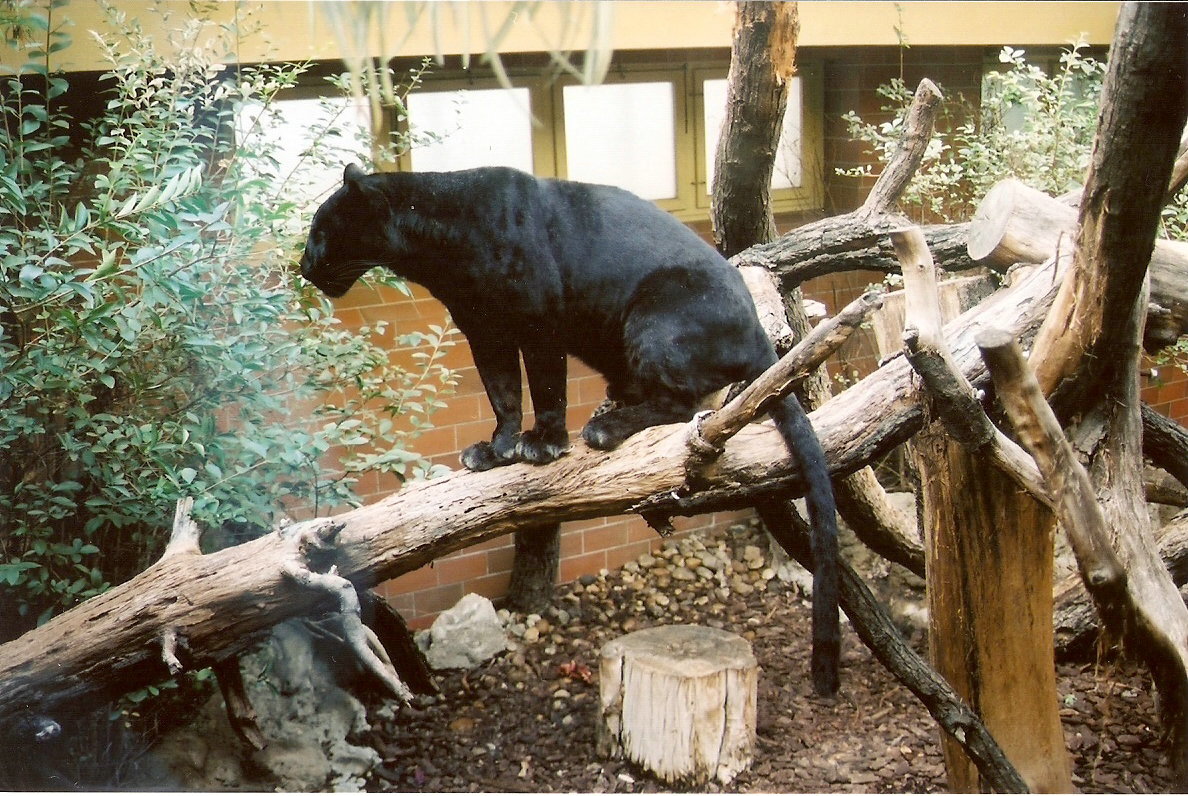 Black Leopard at Budapest 08/09/2003