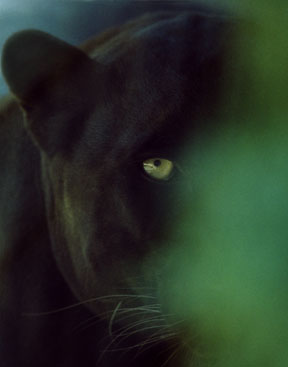 Black Leopard at EFBC Feline Center