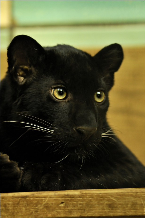 Black leopard at Tierpark Berlin