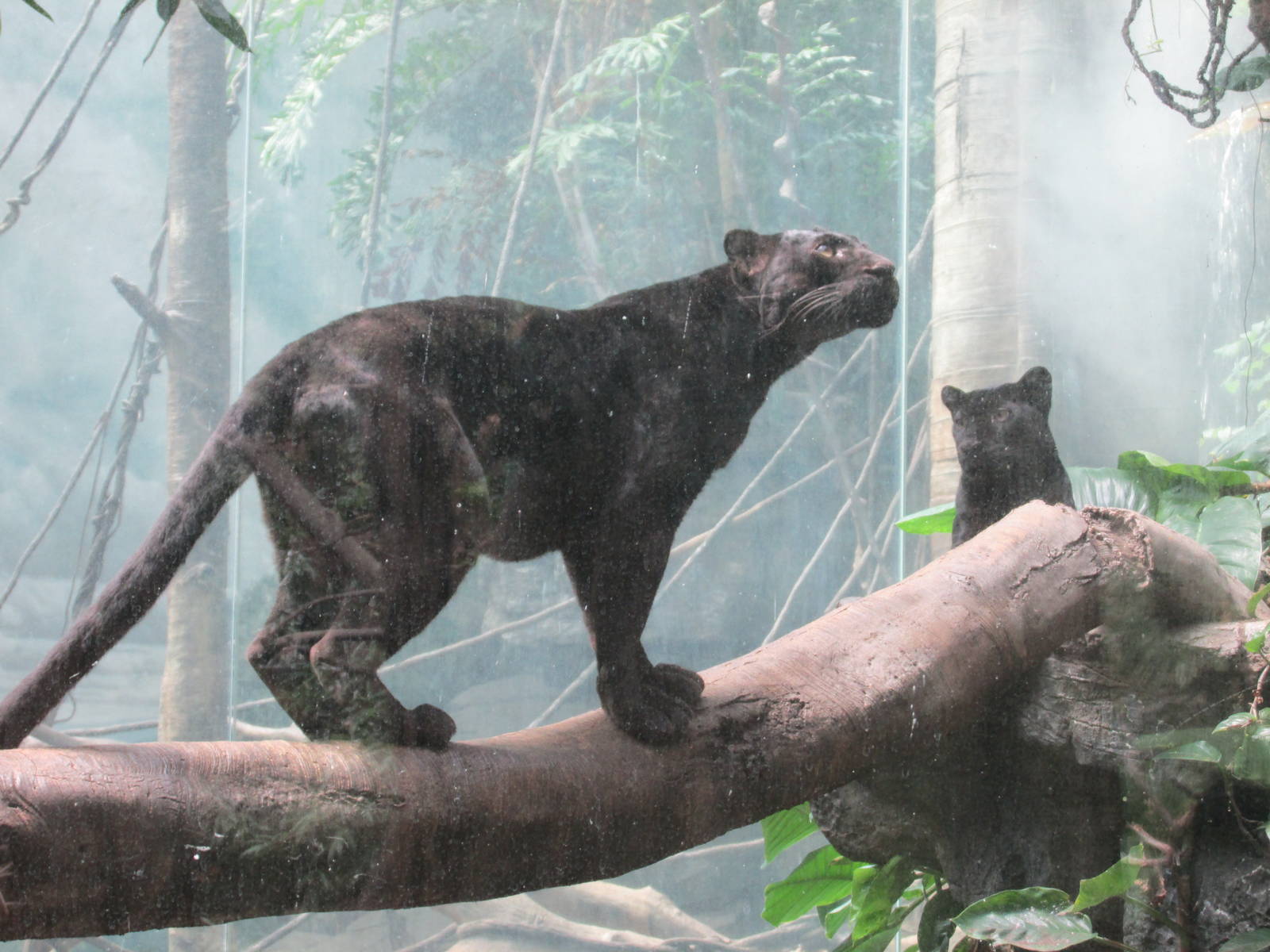 black leopard bronx zoo easter 2015