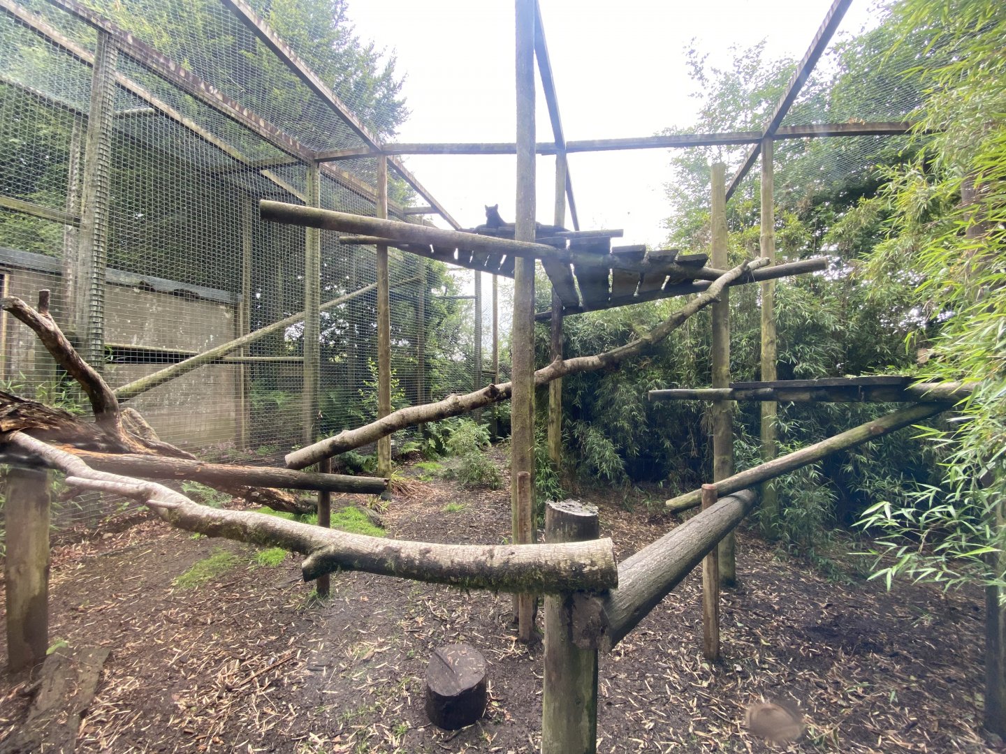 Black leopard enclosure 050625