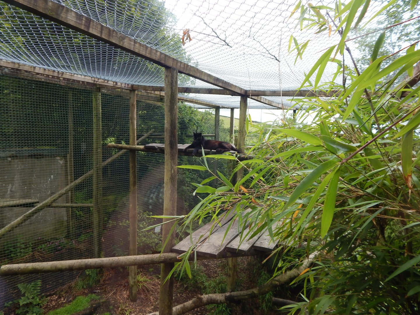 Black leopard enclosure 050625