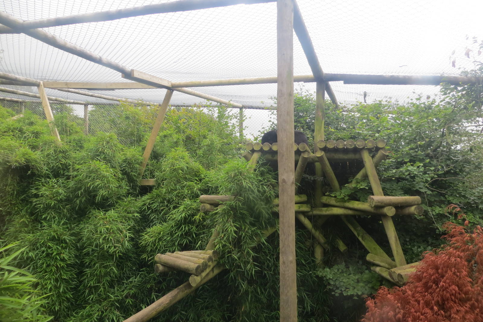 Black Leopard enclosure 090815