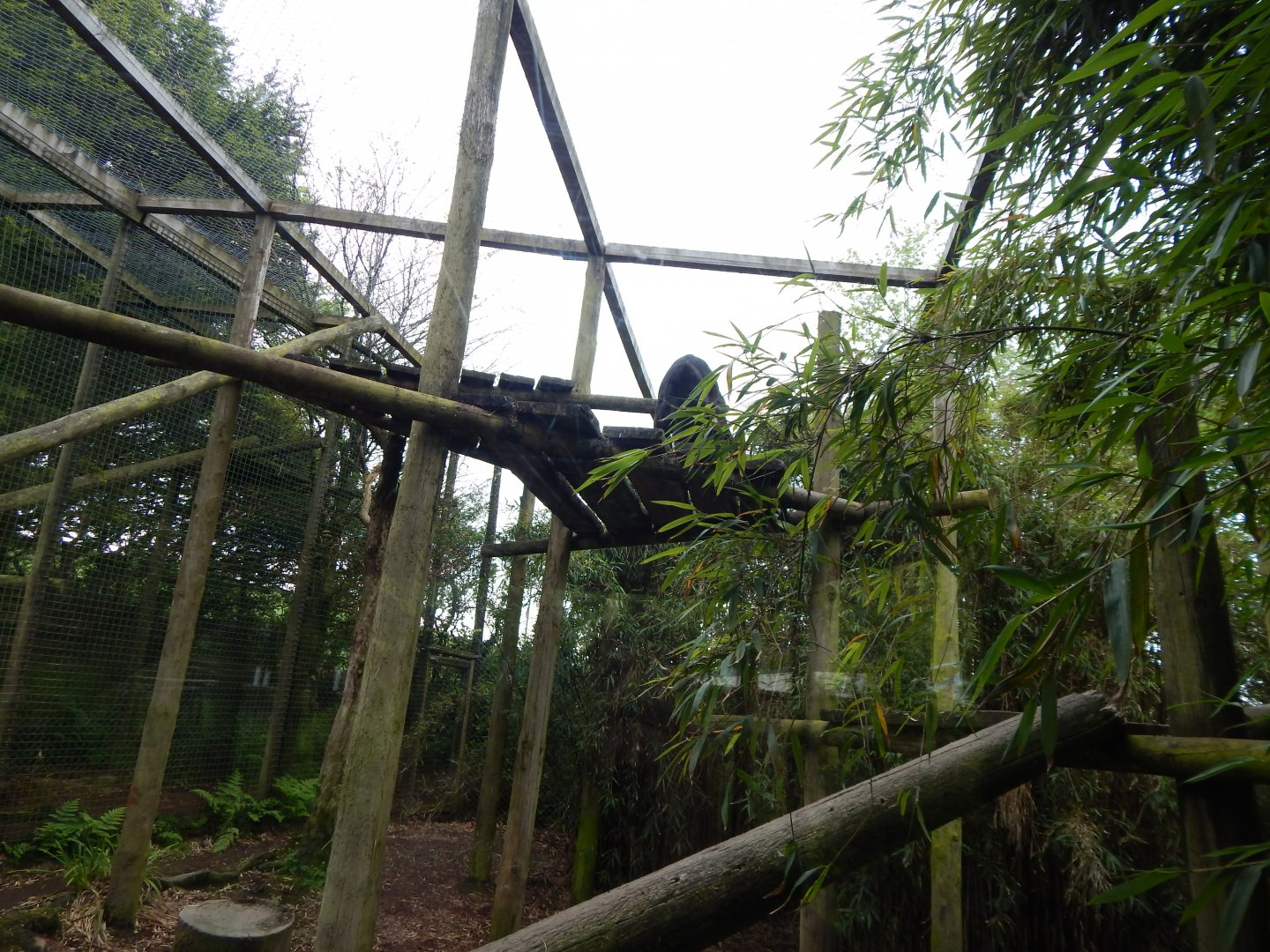 Black leopard enclosure 150522