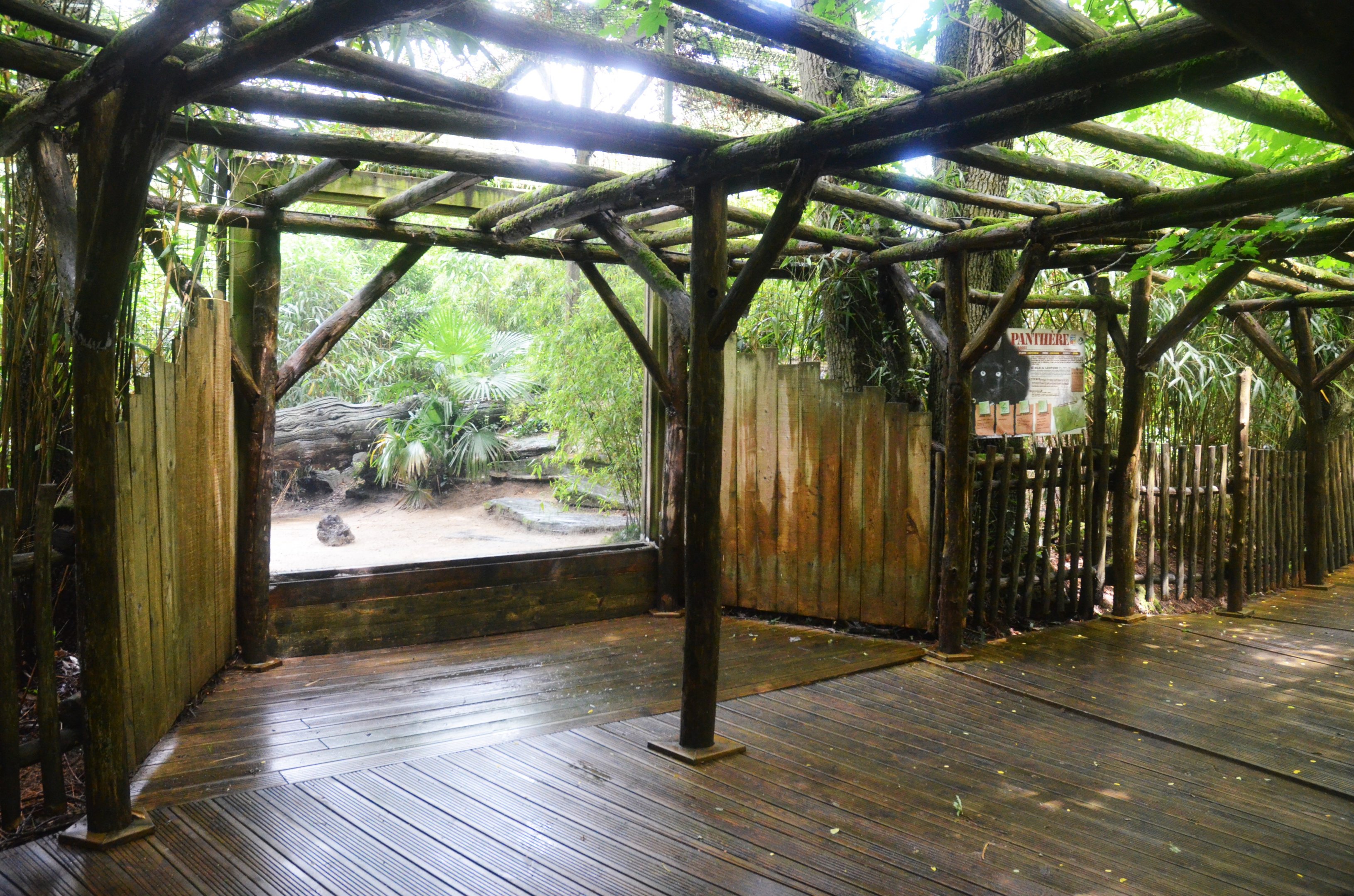 Black Leopard Enclosure at La Flèche, 11/06/18