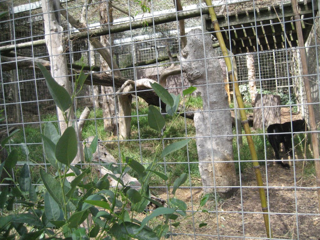 Black Leopard enclosure