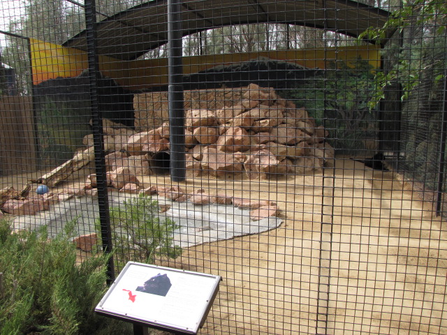 Black Leopard Enclosure