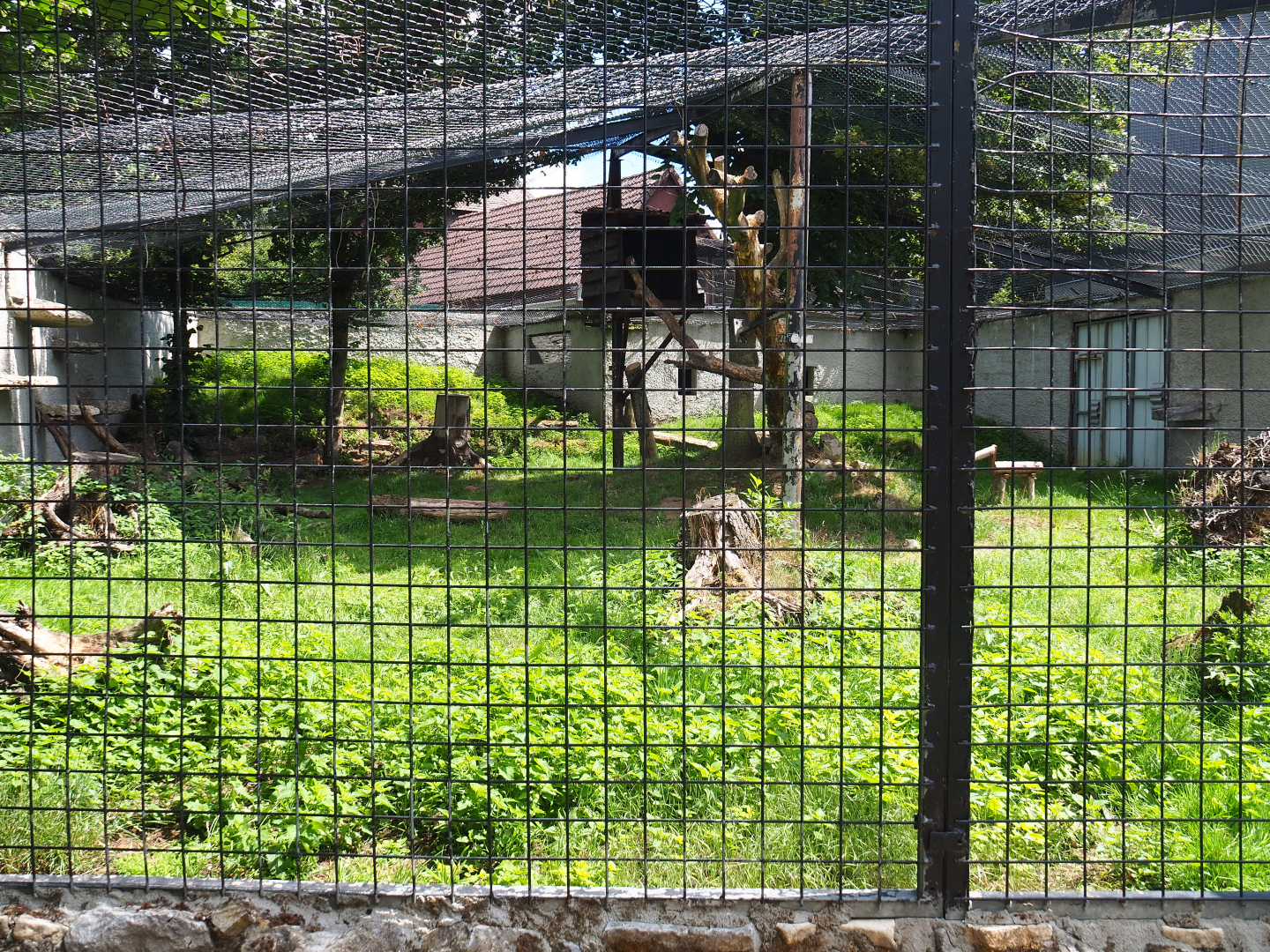 Black leopard exhibit, 2020-06-20