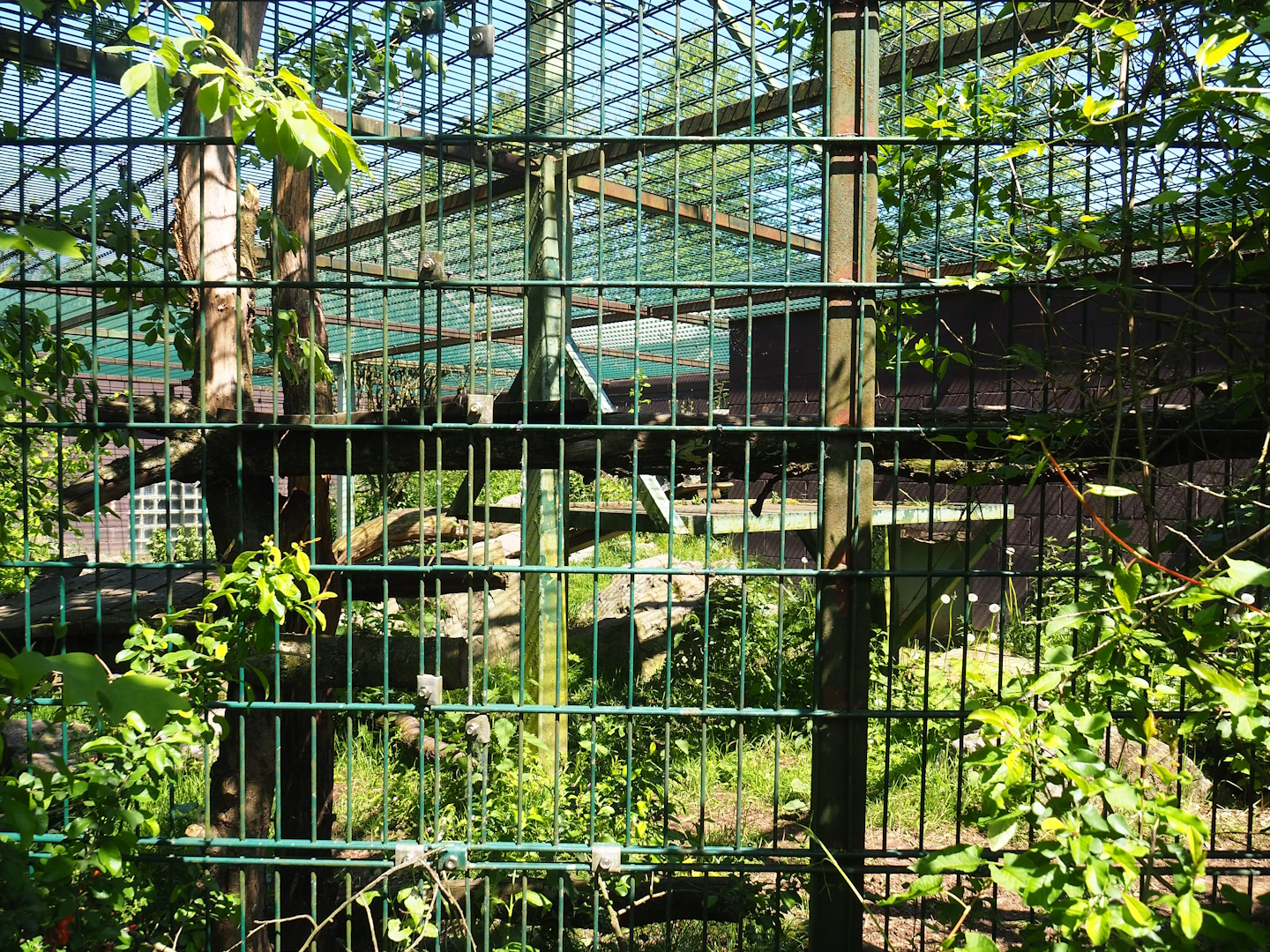 Black leopard exhibit, 2023-05-19