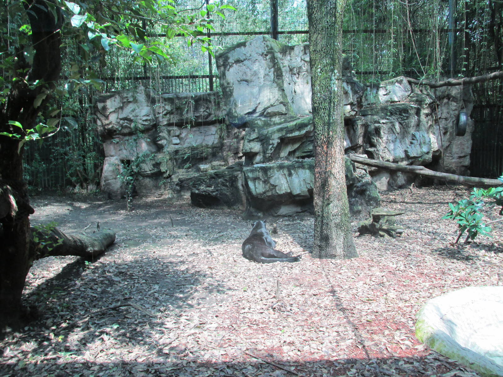 Black leopard exhibit Chapultepec zoo