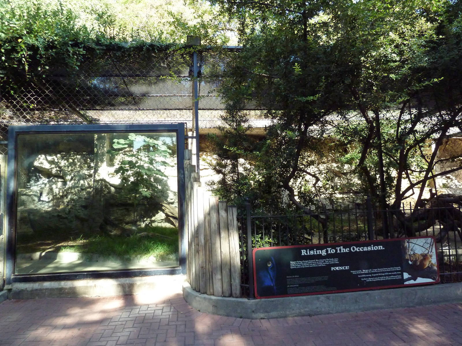 Black Leopard Exhibit