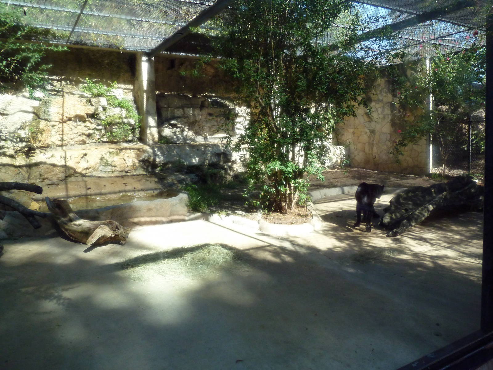 Black Leopard Exhibit