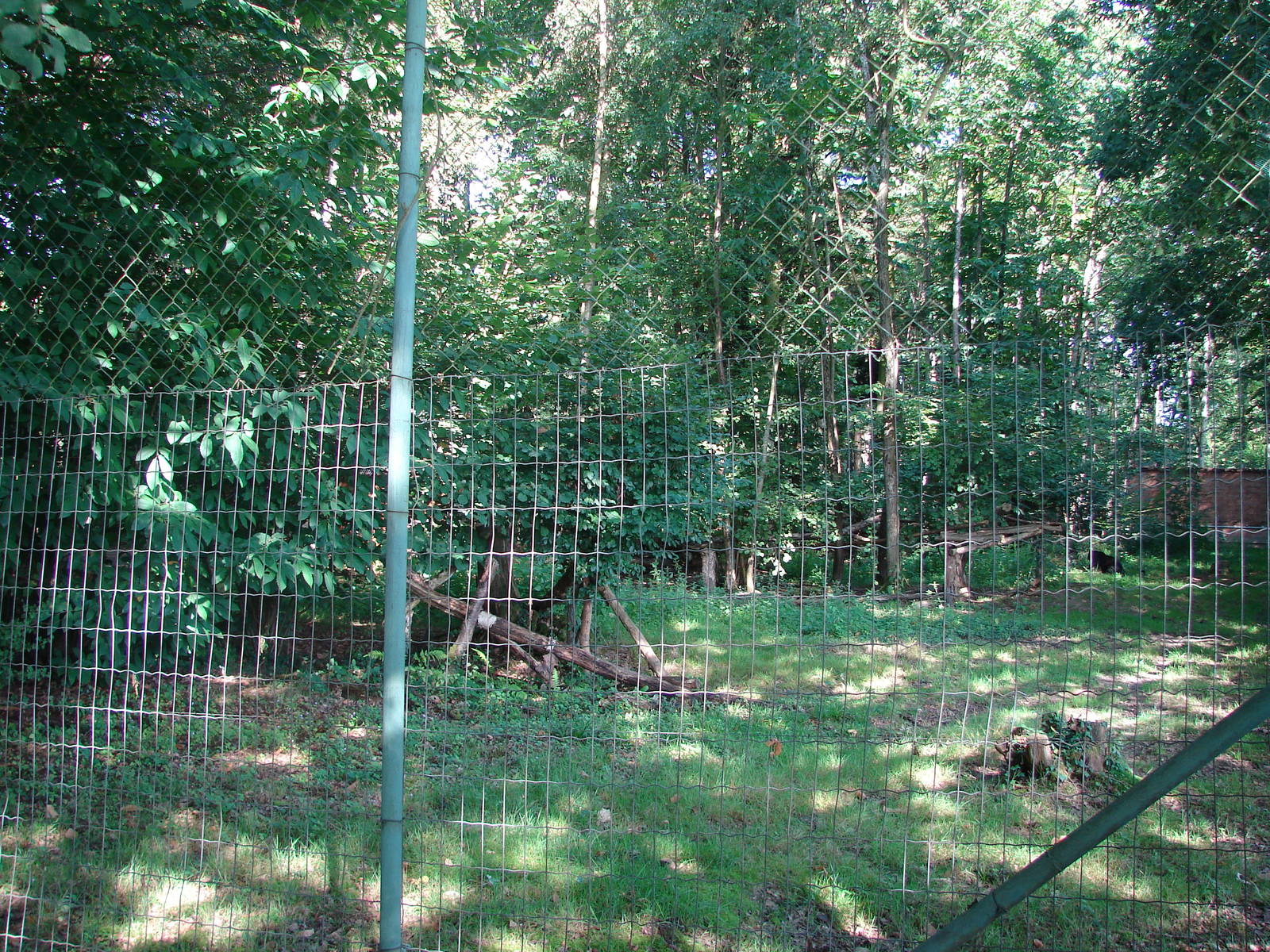 Black leopard exhibit