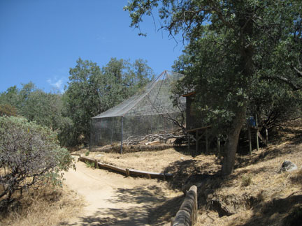 black leopard exhibit