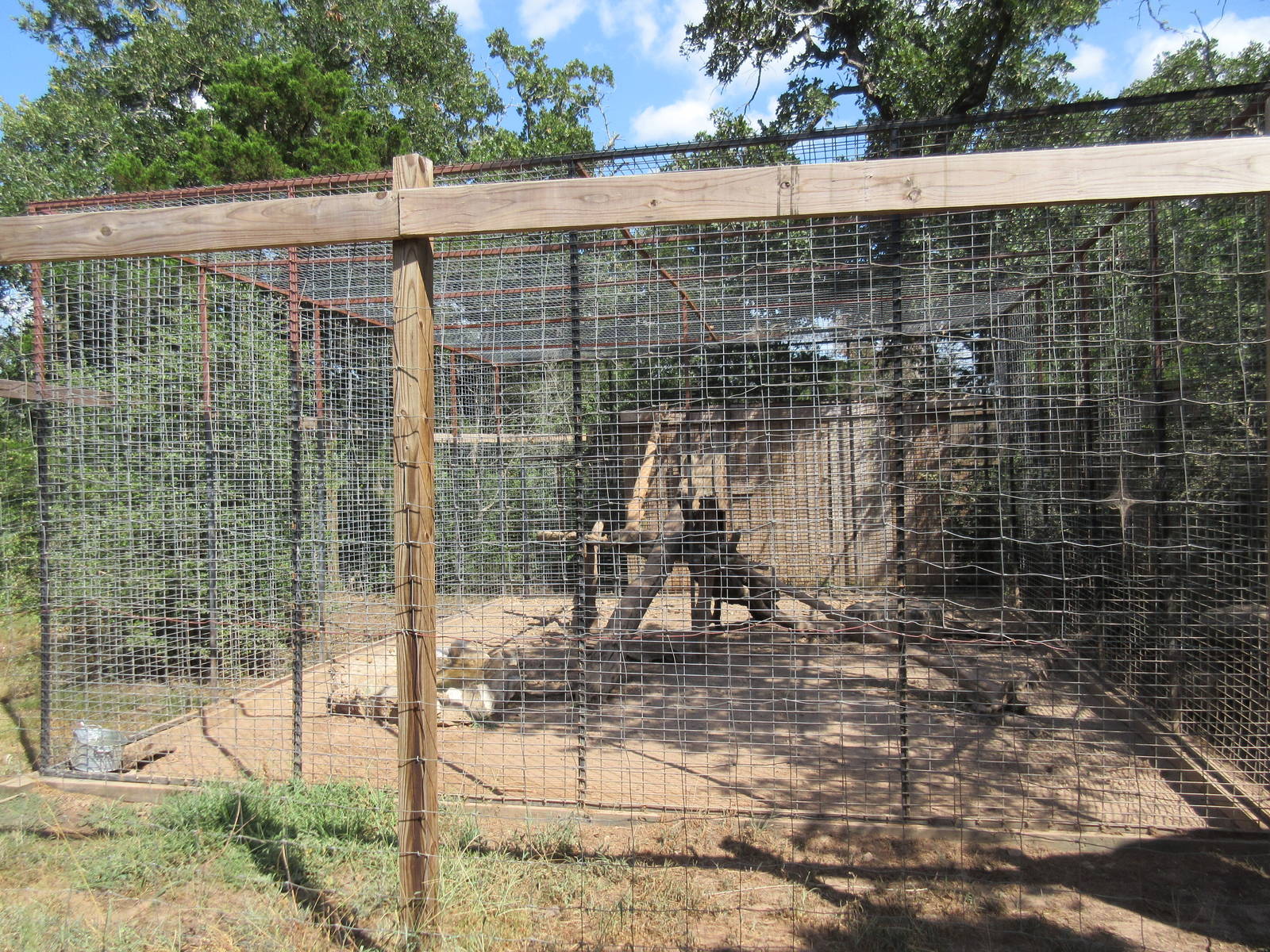Black Leopard Exhibit