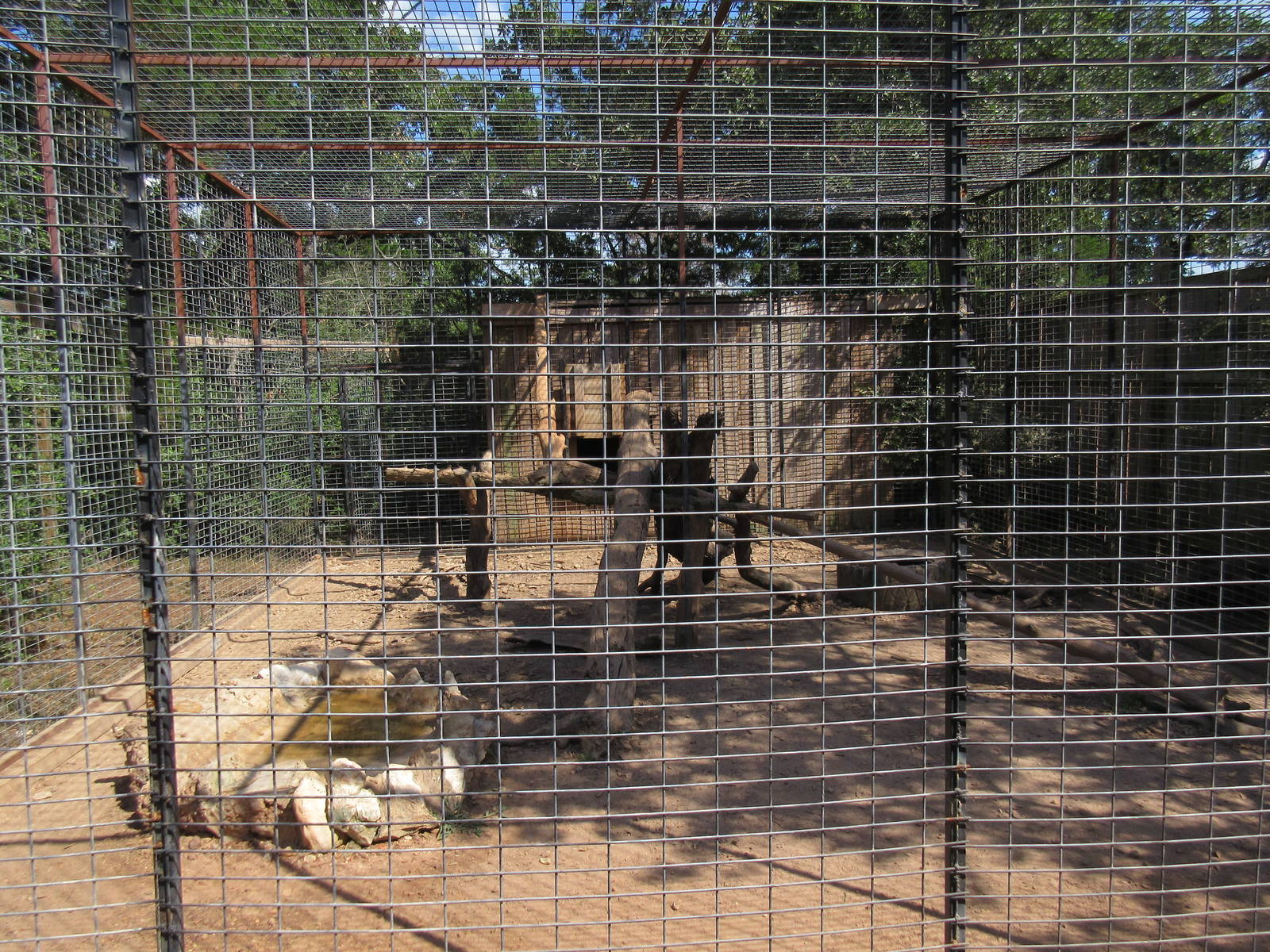 Black Leopard Exhibit