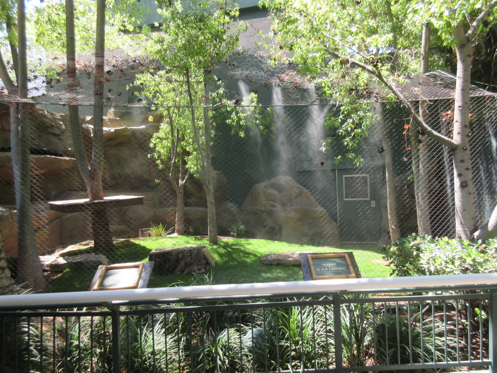 Black Leopard Exhibit