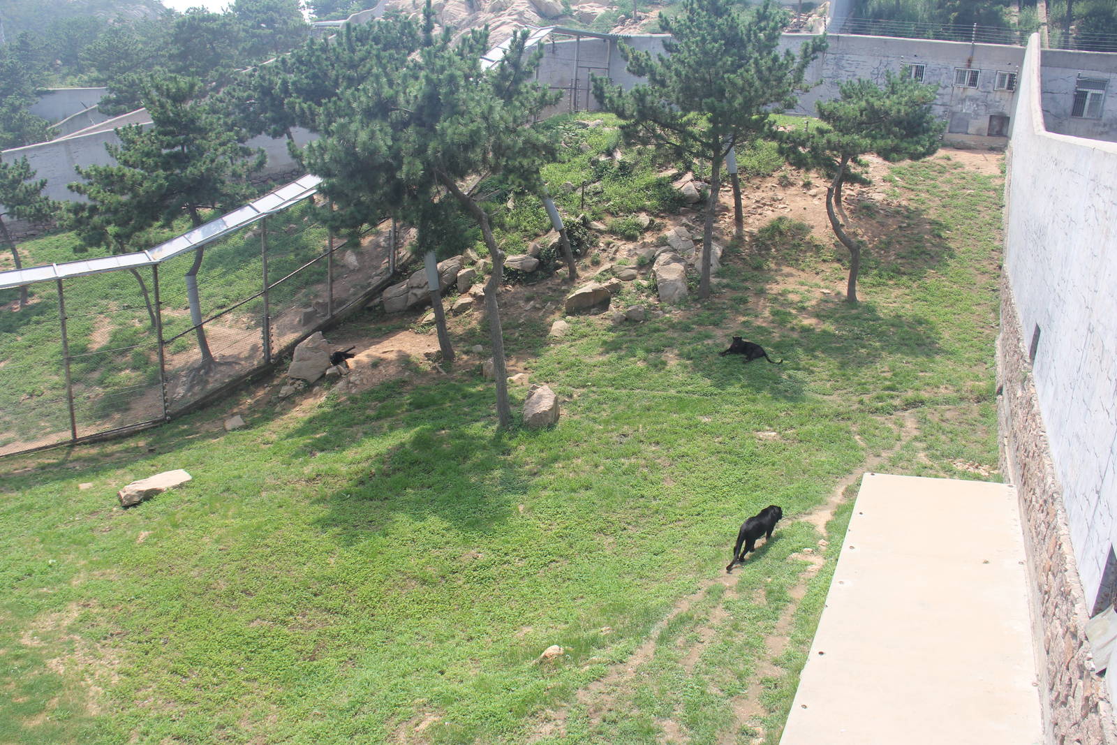 black leopard exhibit
