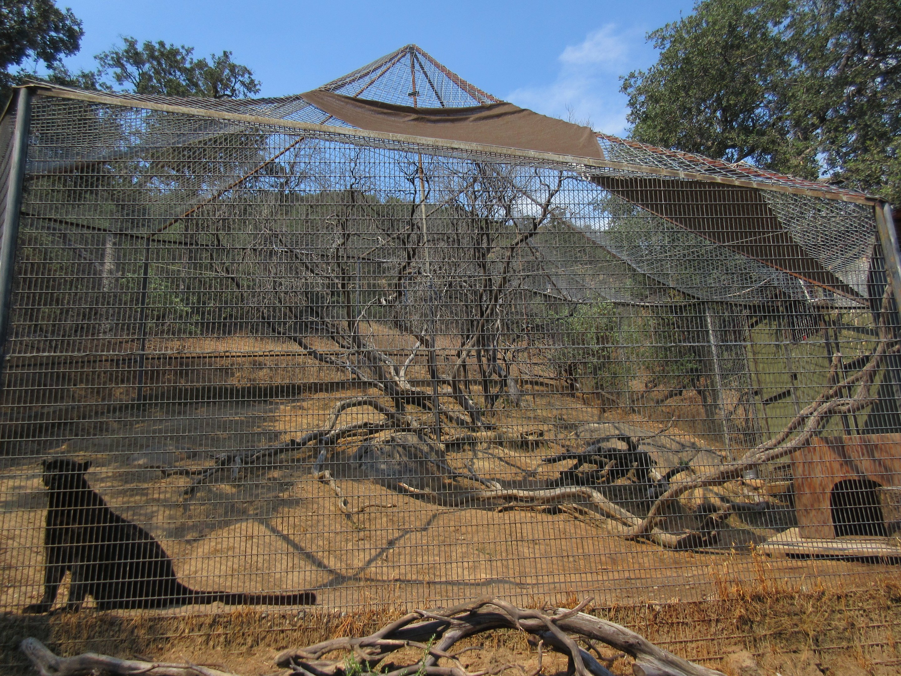 Black Leopard Exhibit