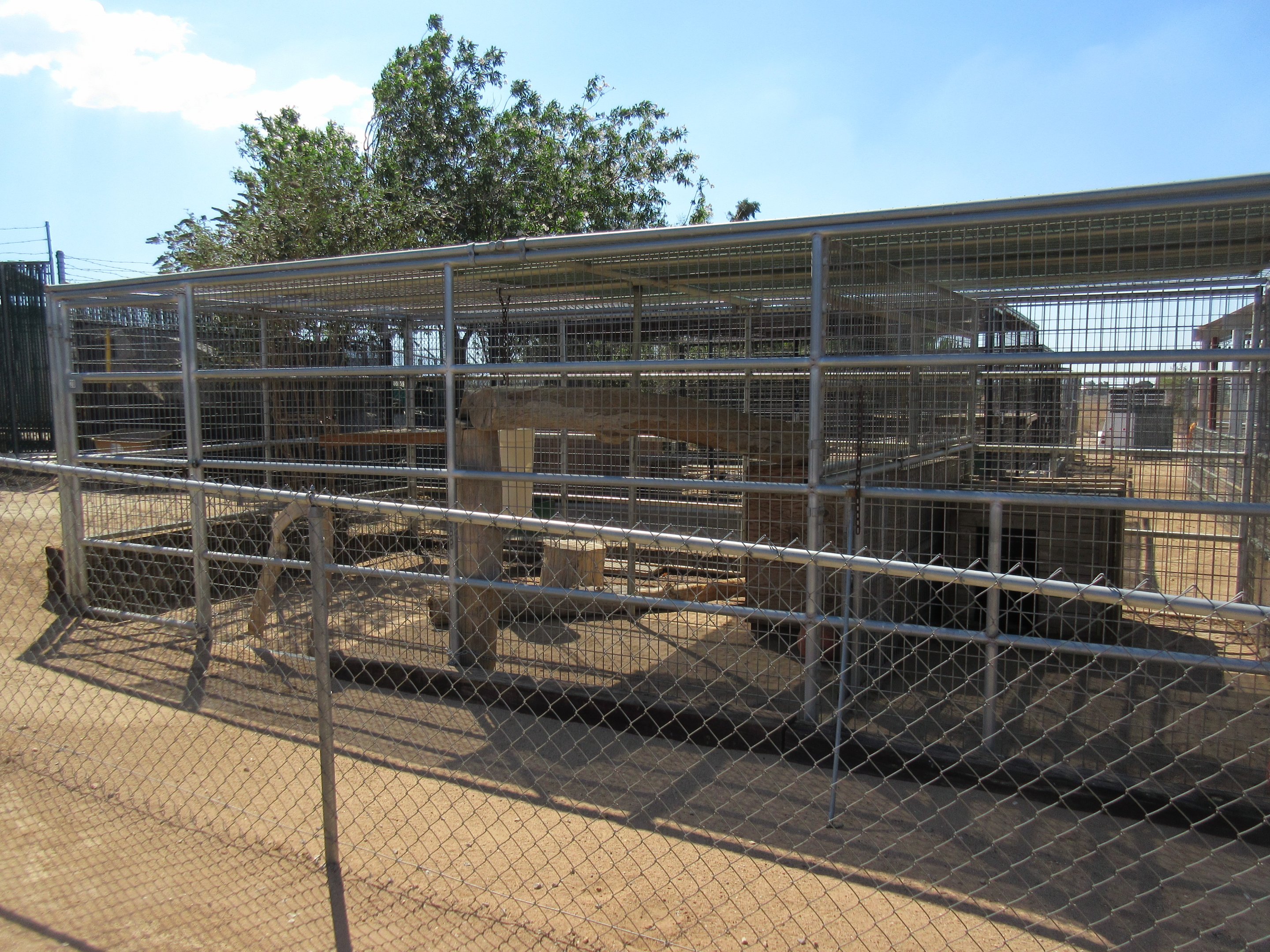 Black Leopard Exhibit