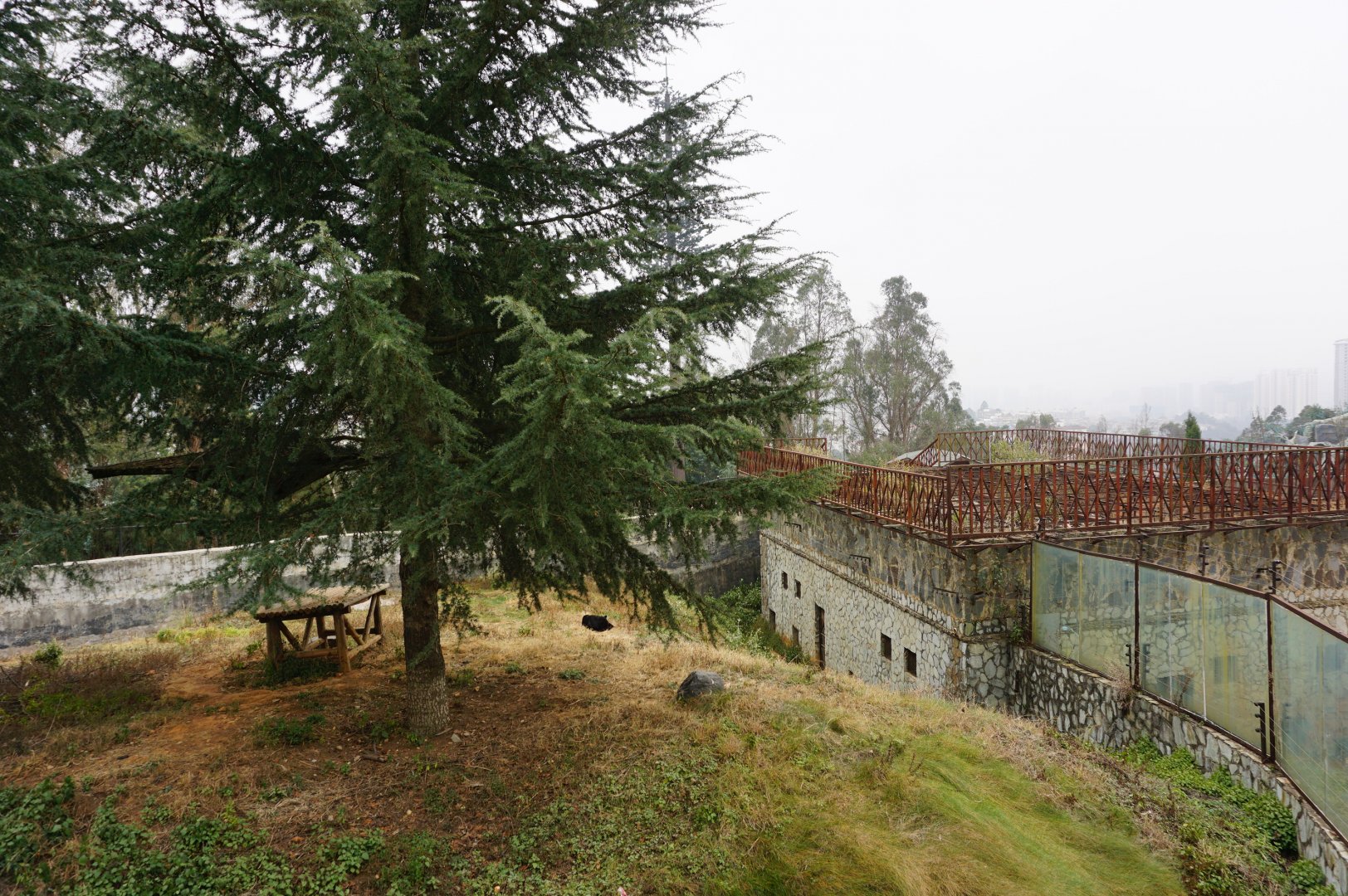 Black leopard exhibit