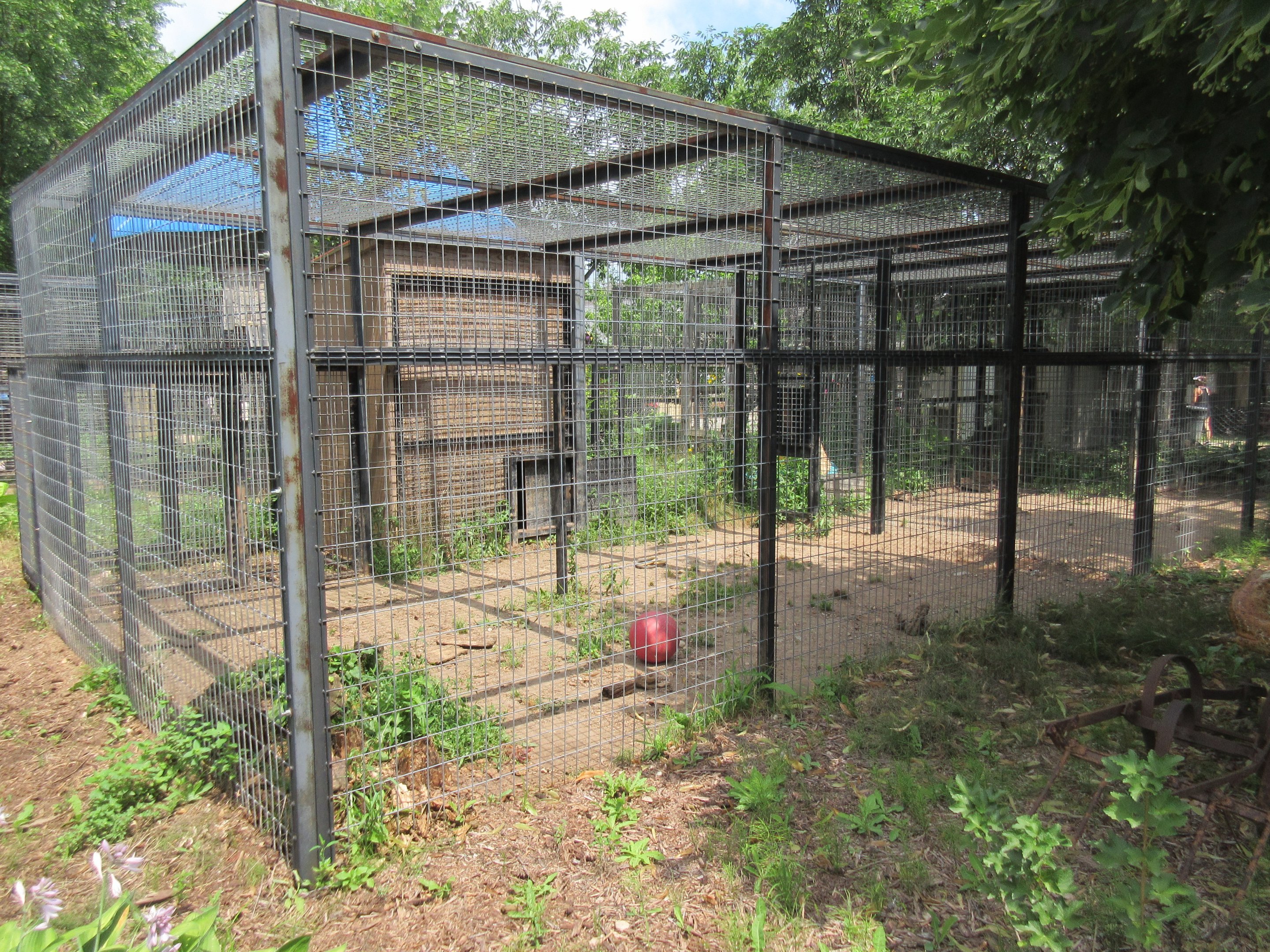 Black Leopard Exhibit