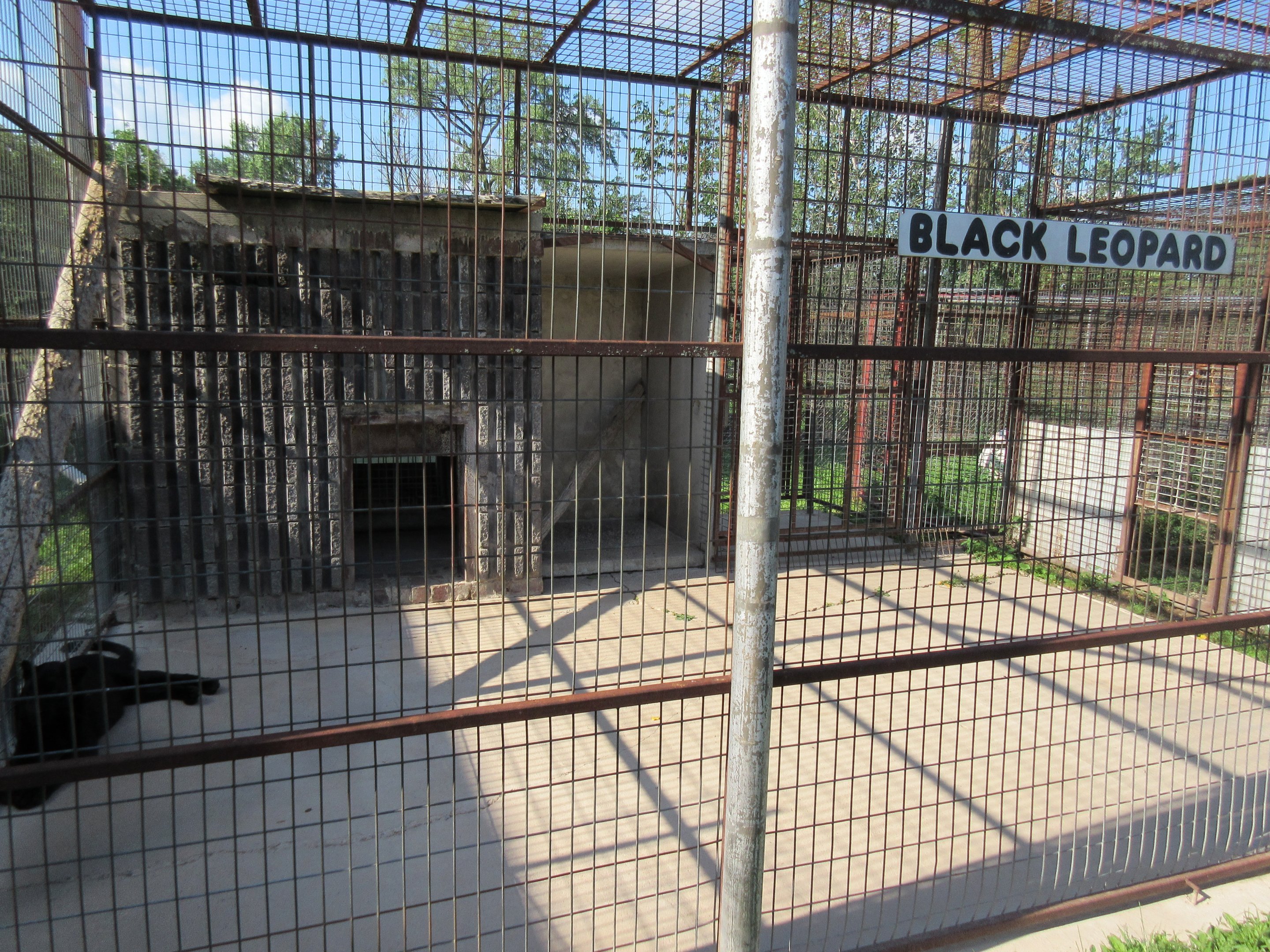 Black Leopard Exhibit